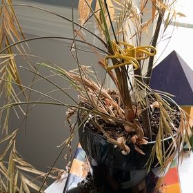 Photo of the plant species Tillandsia schiedeana by @PeakBoxholly81 named Michelle Branch on Greg, the plant care app