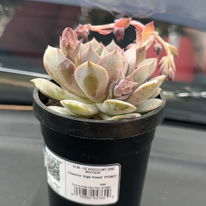Photo of the plant species Angel Kissed by @GenialApple91 named Francis on Greg, the plant care app