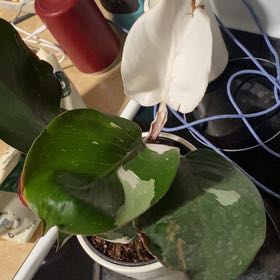 Photo of the plant species White Knight Philodendron by @RuggedPlain37 named Gorgy on Greg, the plant care app