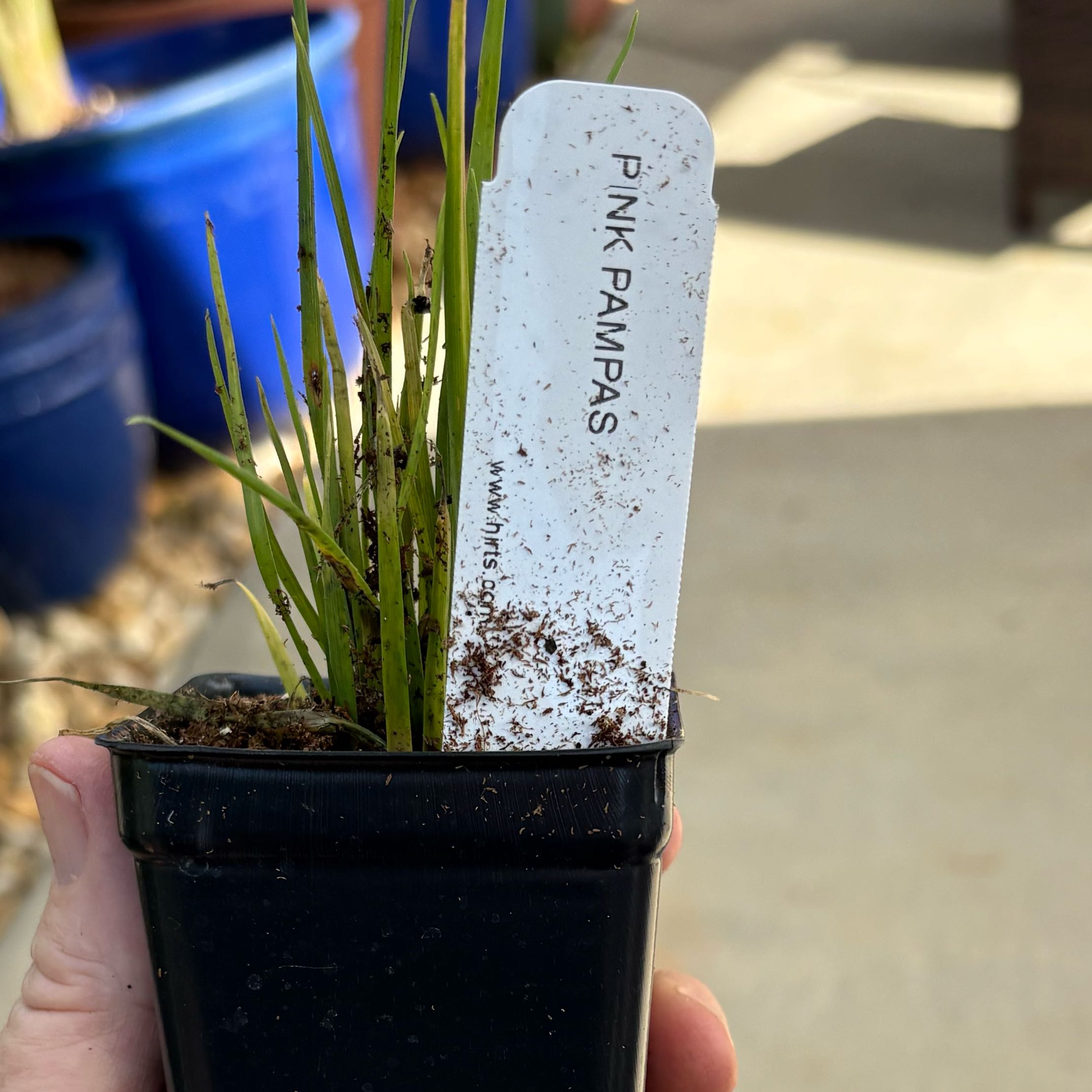 Photo of the plant species Pink Pampas Grass by @DirectAnise10 named Girlfrond on Greg, the plant care app