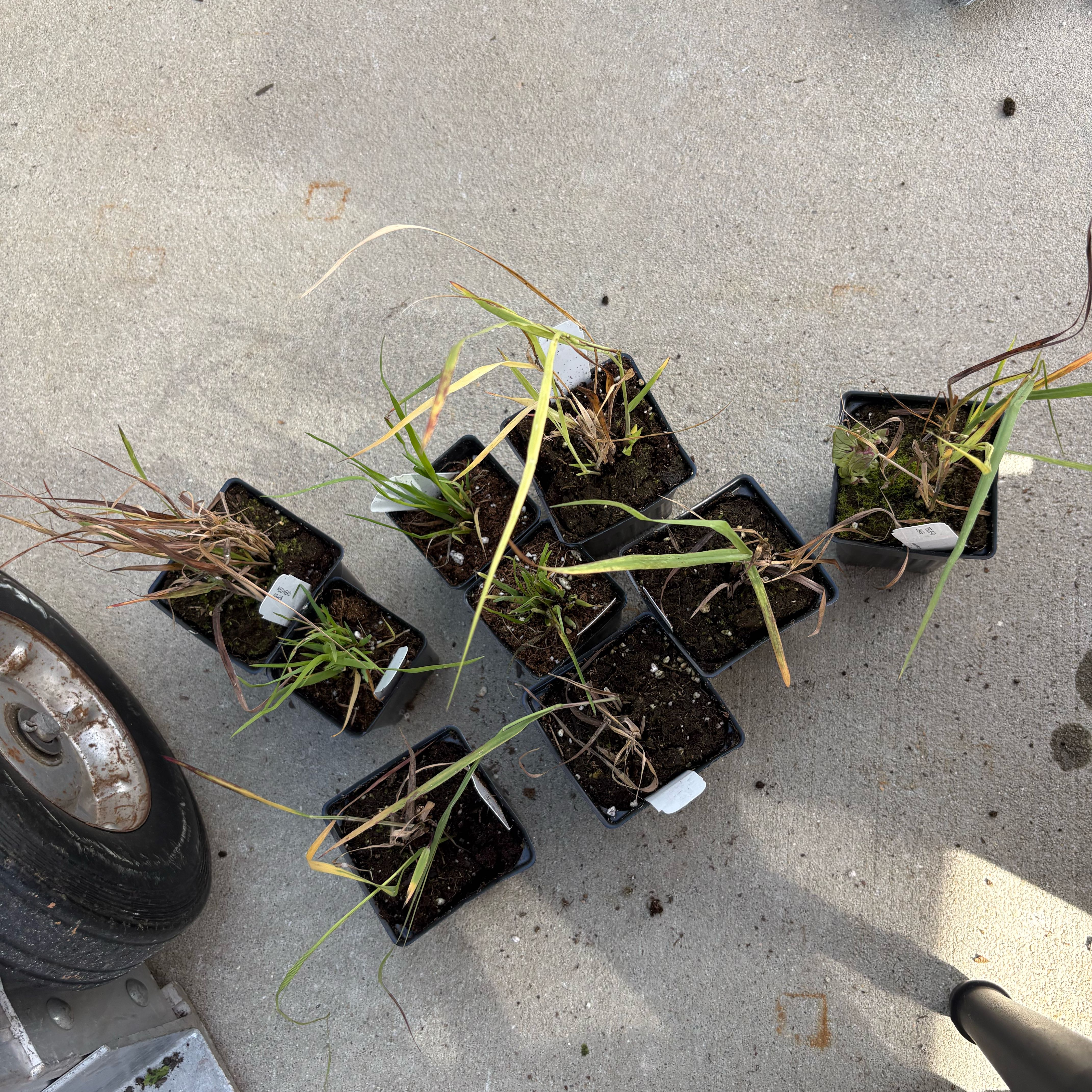 Photo of the plant species Fountain Grass 'Red Head' by @DirectAnise10 named Bieber on Greg, the plant care app