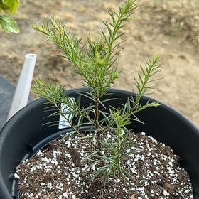 Photo of the plant species Redwood by @WiseRuby82 named Sir Plancelot on Greg, the plant care app