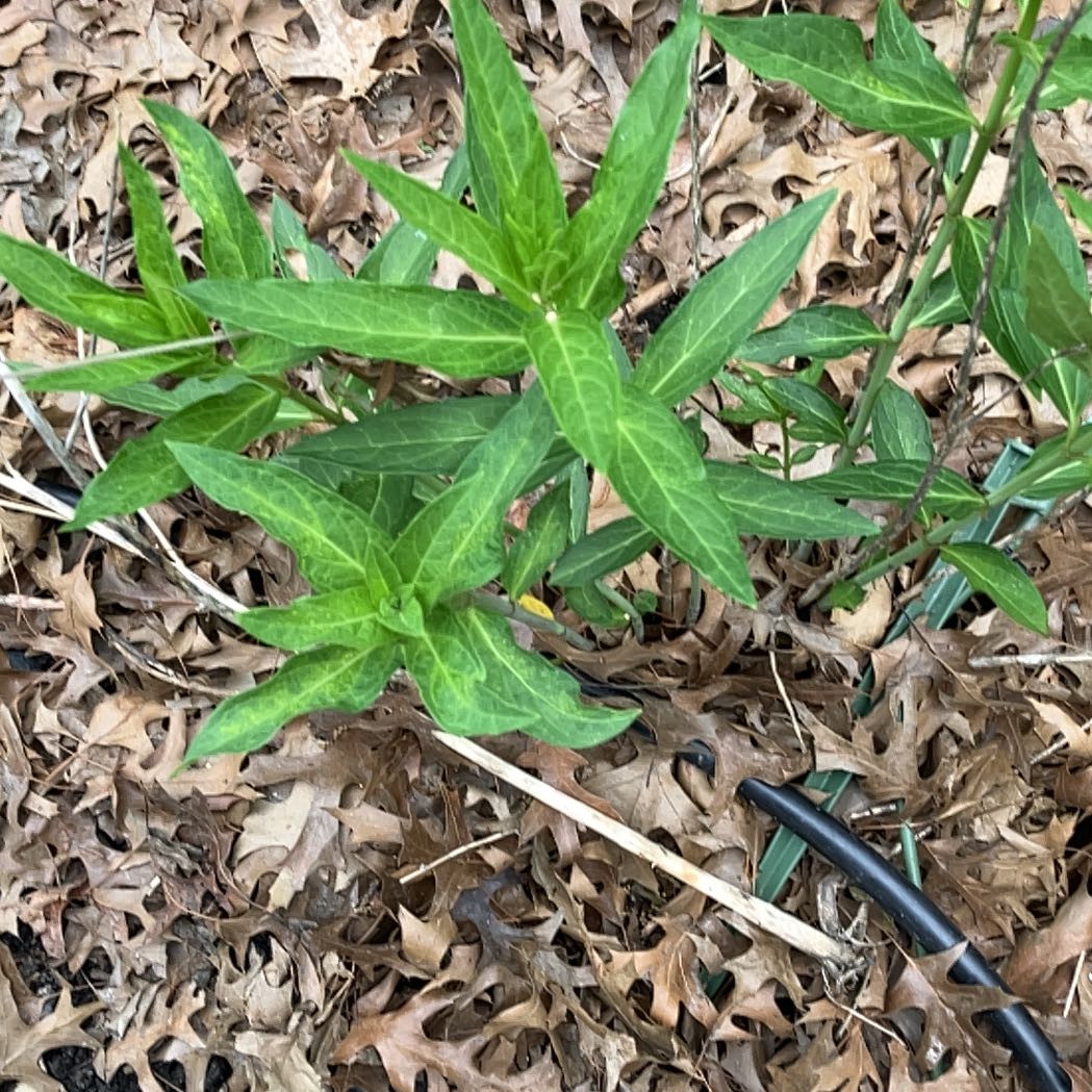 Photo of the plant species Asclepias Incarnata by @FragrantBroom named Osmo on Greg, the plant care app