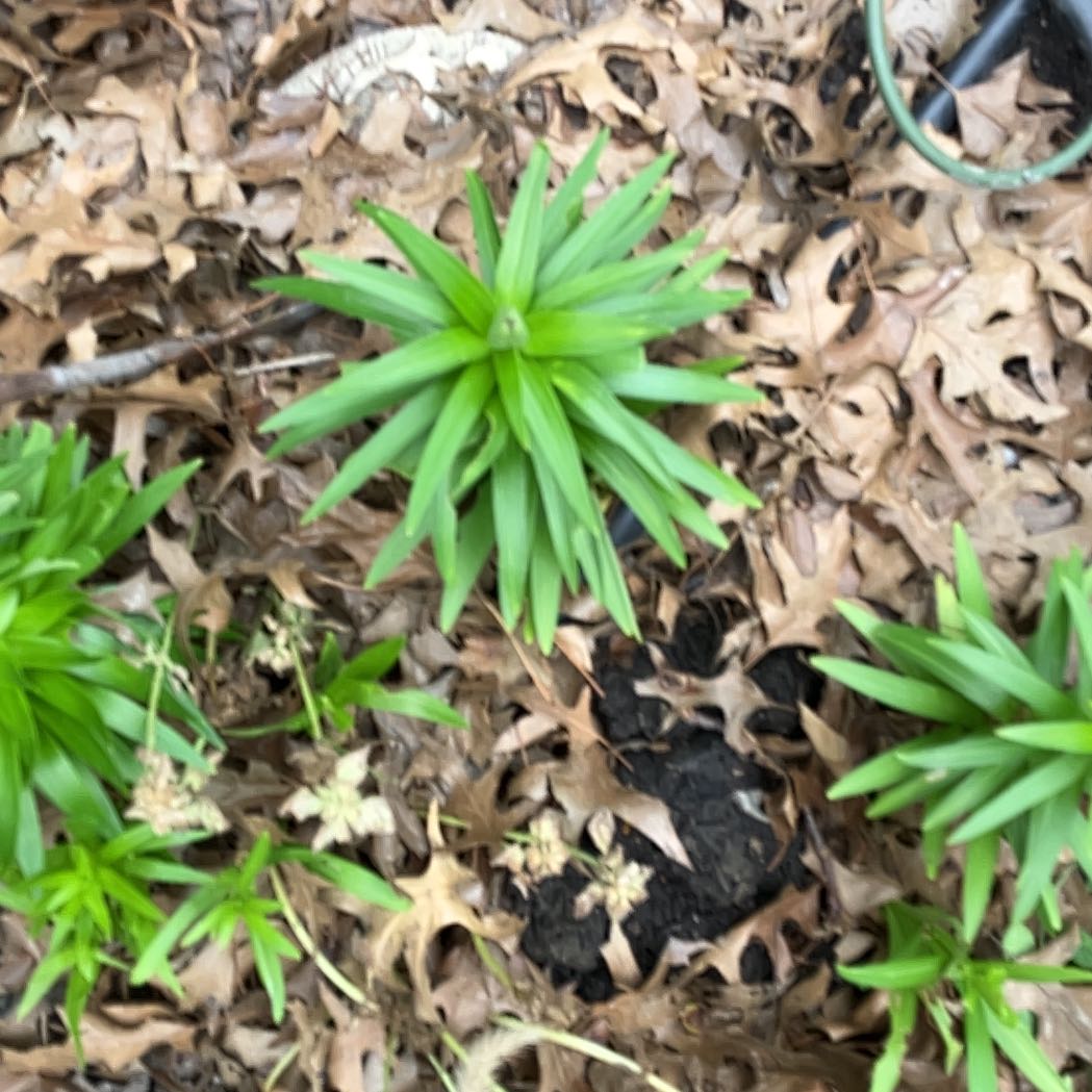 Photo of the plant species Humboldt's Lily by @FragrantBroom named Gregarious on Greg, the plant care app
