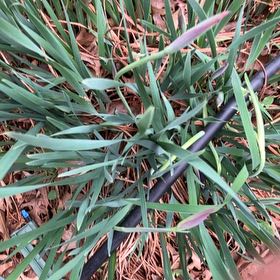 Photo of the plant species Sea Daffodil by @FragrantBroom named Beyonce on Greg, the plant care app