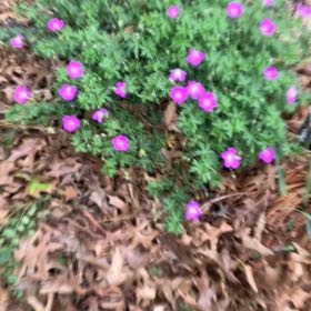 Photo of the plant species Bloody Geranium by @FragrantBroom named Nithin on Greg, the plant care app