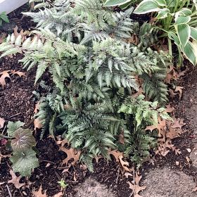 Photo of the plant species Japanese Painted Fern by @FragrantBroom named Apollo on Greg, the plant care app
