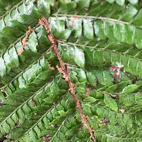 Photo of the plant species Male-Fern by @FragrantBroom named Scarlett on Greg, the plant care app
