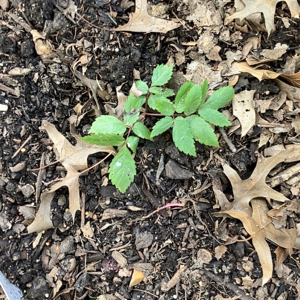 Photo of the plant species Black Baneberry by @FragrantBroom named Coco on Greg, the plant care app