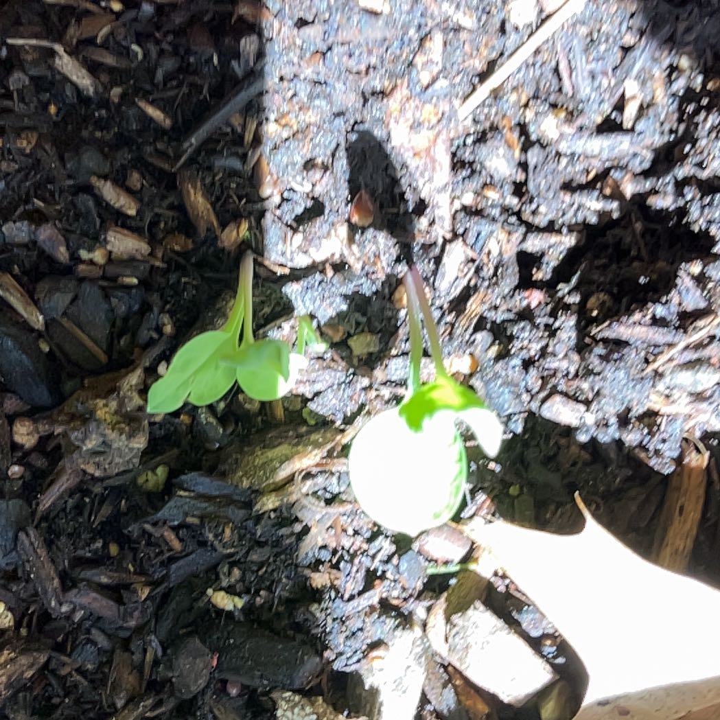 Photo of the plant species Virginia Bluebell by @FragrantBroom named Doja Cat on Greg, the plant care app