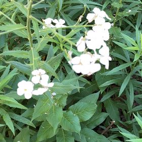 Photo of the plant species Dame's Rocket by @FragrantBroom named Orwell on Greg, the plant care app