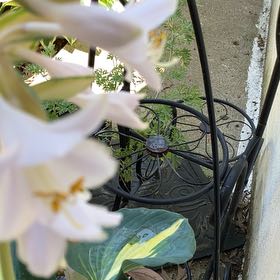 Photo of the plant species Poet's Narcissus by @FragrantBroom named Winston on Greg, the plant care app
