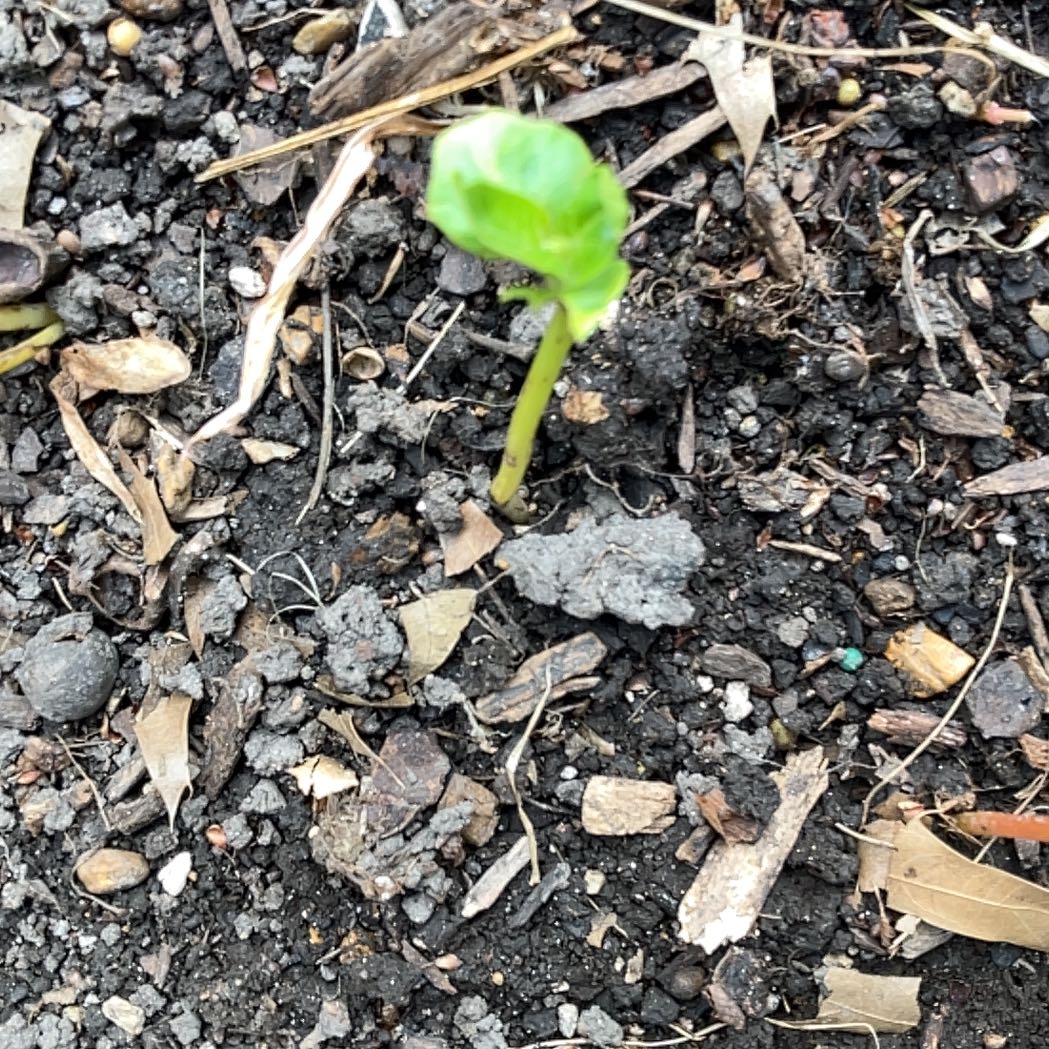 Photo of the plant species Jack in the Pulpit by @FragrantBroom named ChloroPhil on Greg, the plant care app