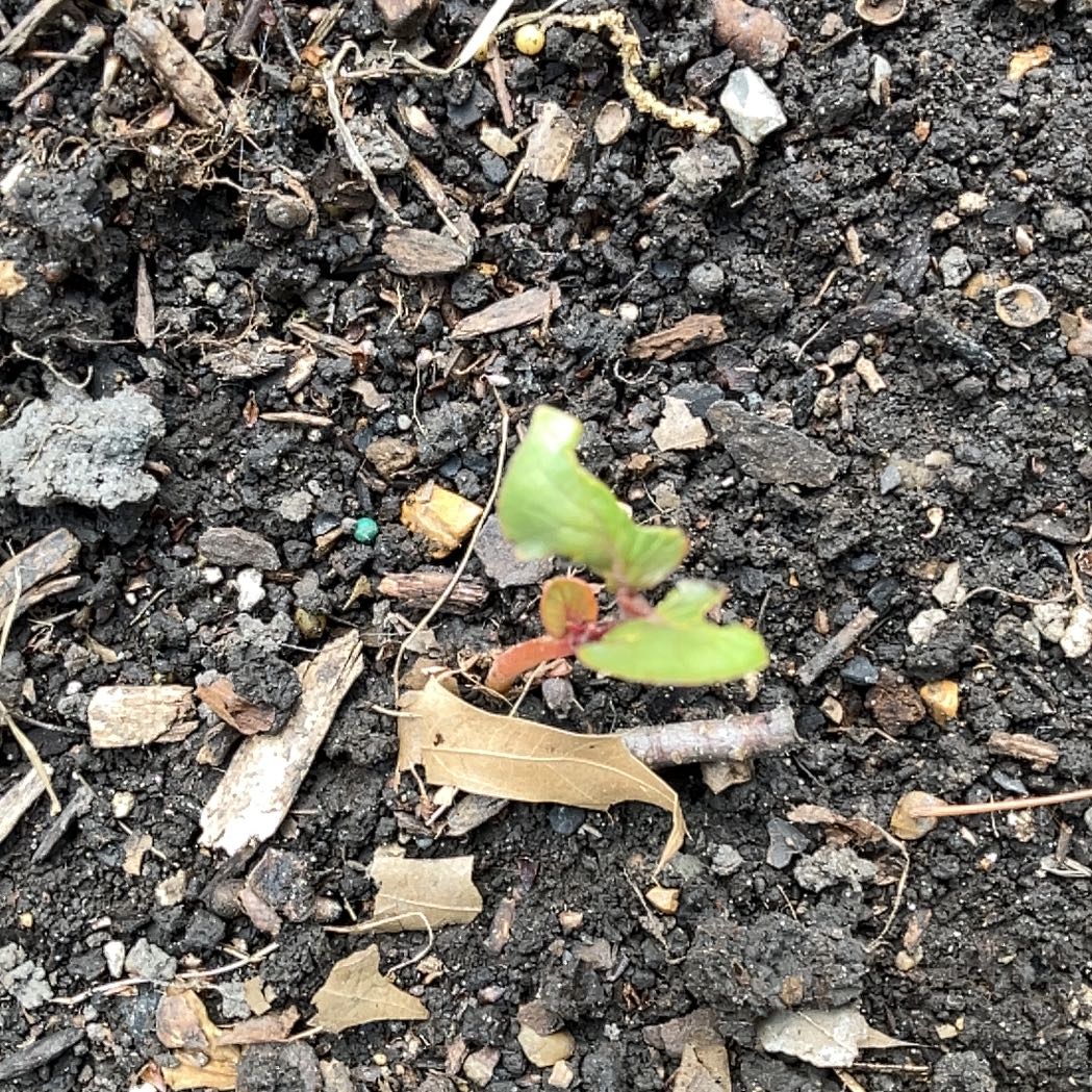 Photo of the plant species Pennsylvania Pellitory by @FragrantBroom named Aria on Greg, the plant care app