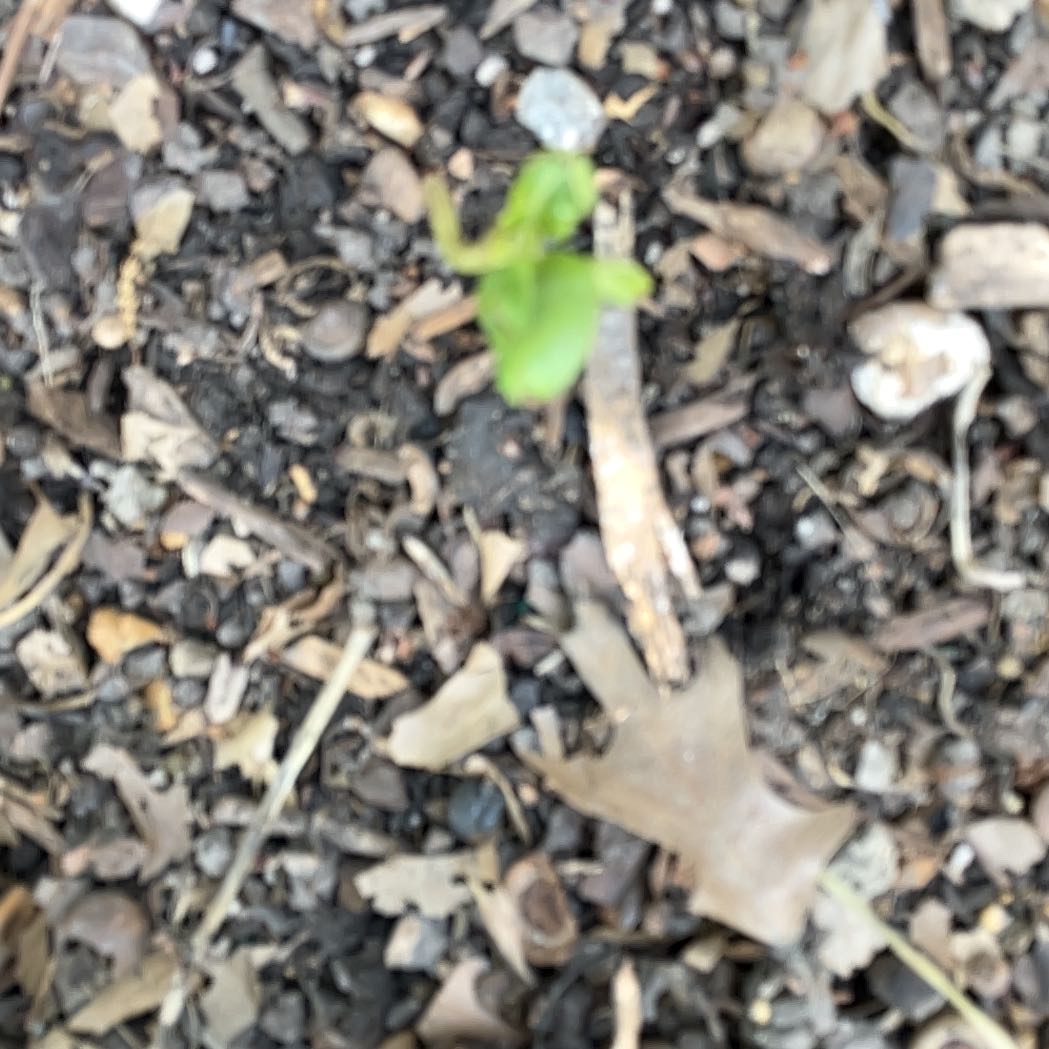 Photo of the plant species Sea Lettuce by @FragrantBroom named Duke on Greg, the plant care app