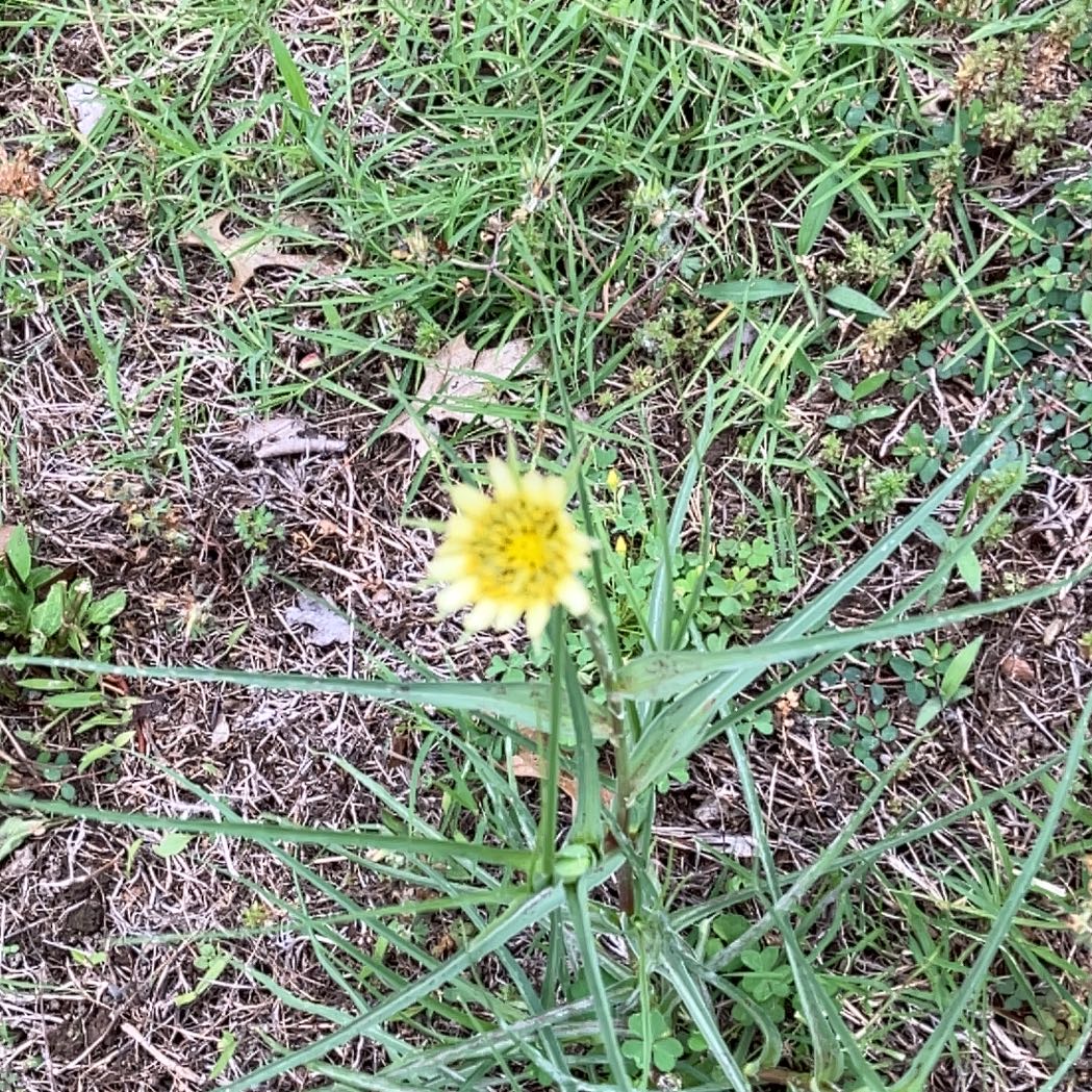 Photo of the plant species Yellow Salsify by @FragrantBroom named Messi on Greg, the plant care app