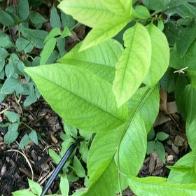 Photo of the plant species Virginia Knotweed by @FragrantBroom named Prince on Greg, the plant care app