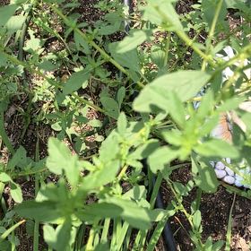 Photo of the plant species Common St. John's Wort by @FragrantBroom named Daphne on Greg, the plant care app