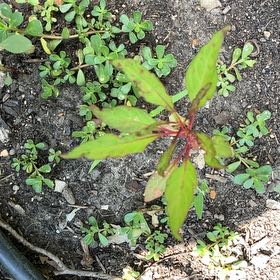 Photo of the plant species Scarlet Bush by @FragrantBroom named Harry on Greg, the plant care app