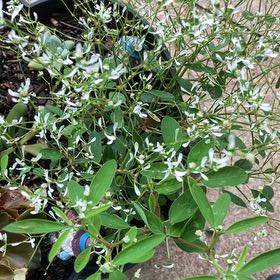 Photo of the plant species Grassleaf Spurge by @FragrantBroom named Taylor Swift on Greg, the plant care app