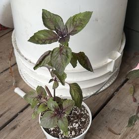 Photo of the plant species Purple Basil by @fruitbug420 named Naomi on Greg, the plant care app