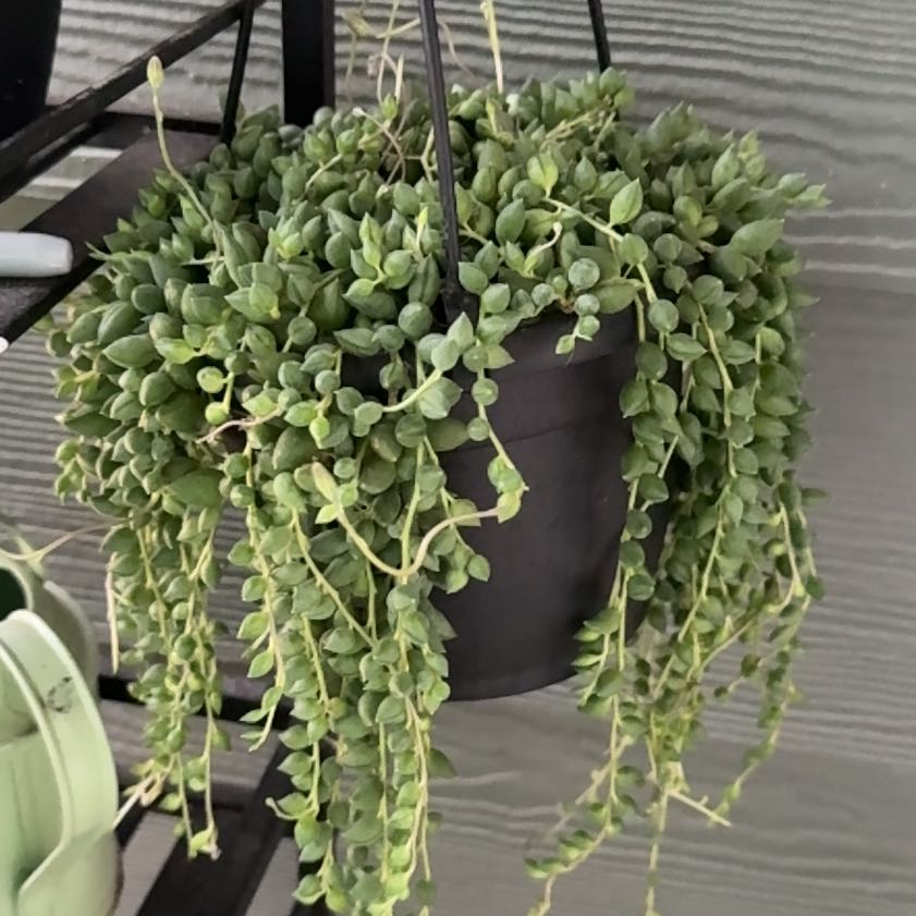 Photo of the plant species String of Raindrops by @fruitbug420 named Beyonce on Greg, the plant care app