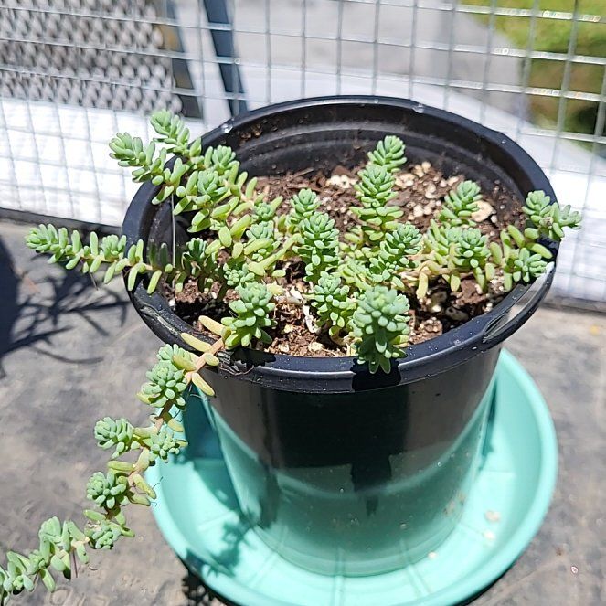 Photo of the plant species Sedum 'Lizard' by @WhizLukiwan99 named Rihanna on Greg, the plant care app