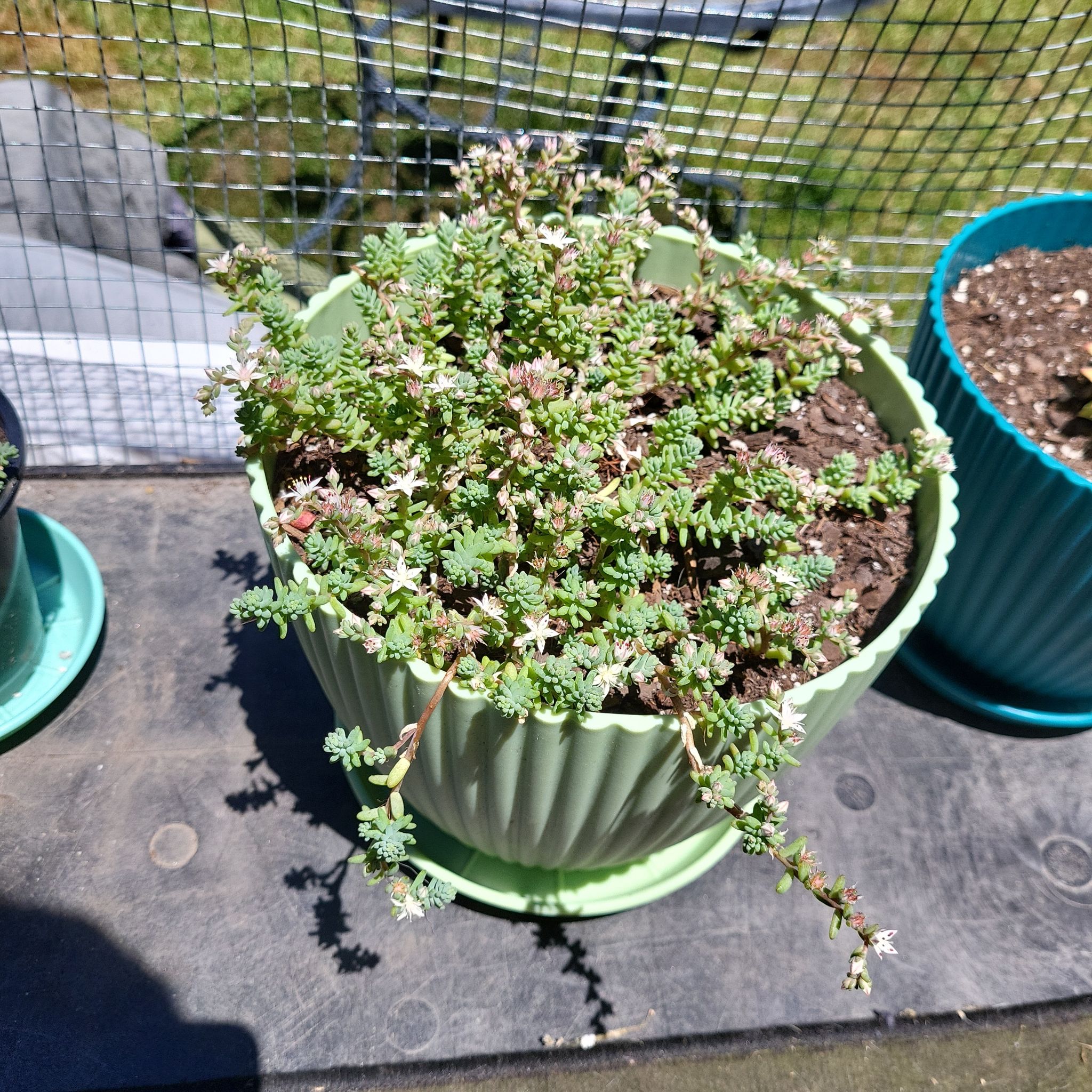 Photo of the plant species Sedum 'Lizard' by @WhizLukiwan99 named Lizard on Greg, the plant care app