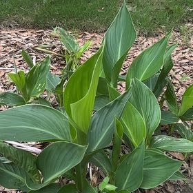 Photo of the plant species Canna Lily by @GemOmnom31 named Mochi on Greg, the plant care app