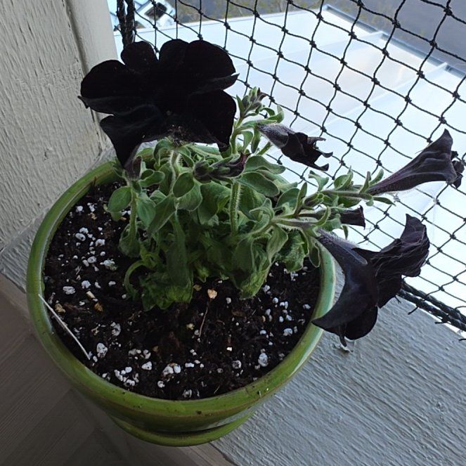 Photo of the plant species Black Mamba by @SpookyPlantLady named Midnight on Greg, the plant care app