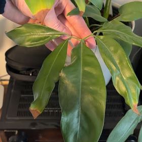 Photo of the plant species Lucky Bean Tree by @StableZinnia49 named Sol on Greg, the plant care app