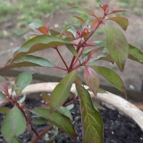 Photo of the plant species Scarlet Bush by @WordsmithSucc named da Vinci on Greg, the plant care app