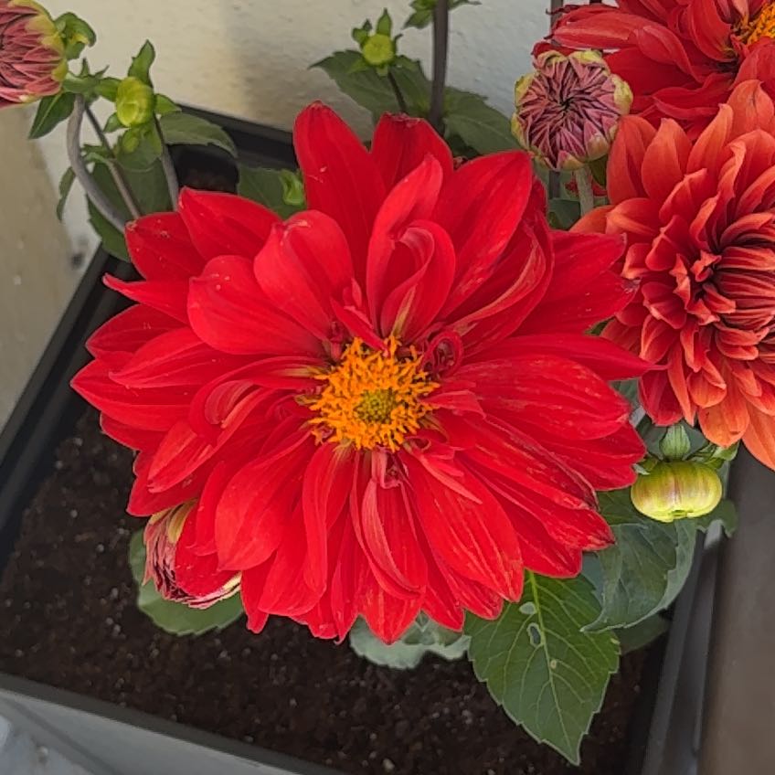Photo of the plant species Garden Dahlia by @ProYerbamansa86 named Achilles on Greg, the plant care app