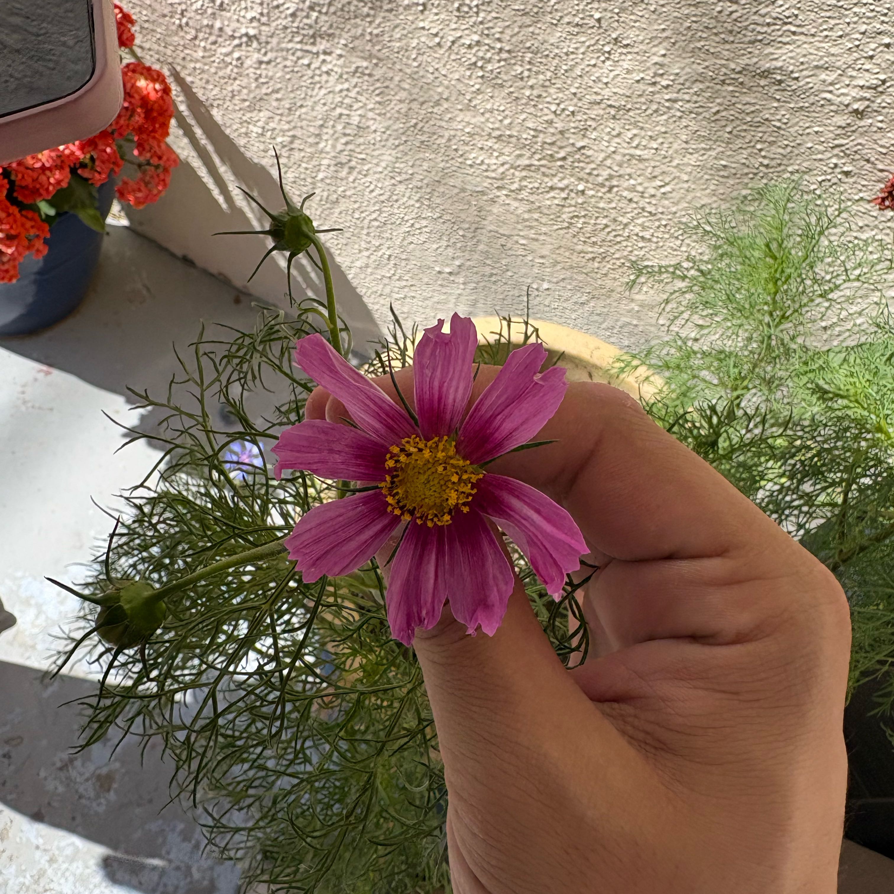 Photo of the plant species Garden Cosmos by @ProYerbamansa86 named Gaga on Greg, the plant care app