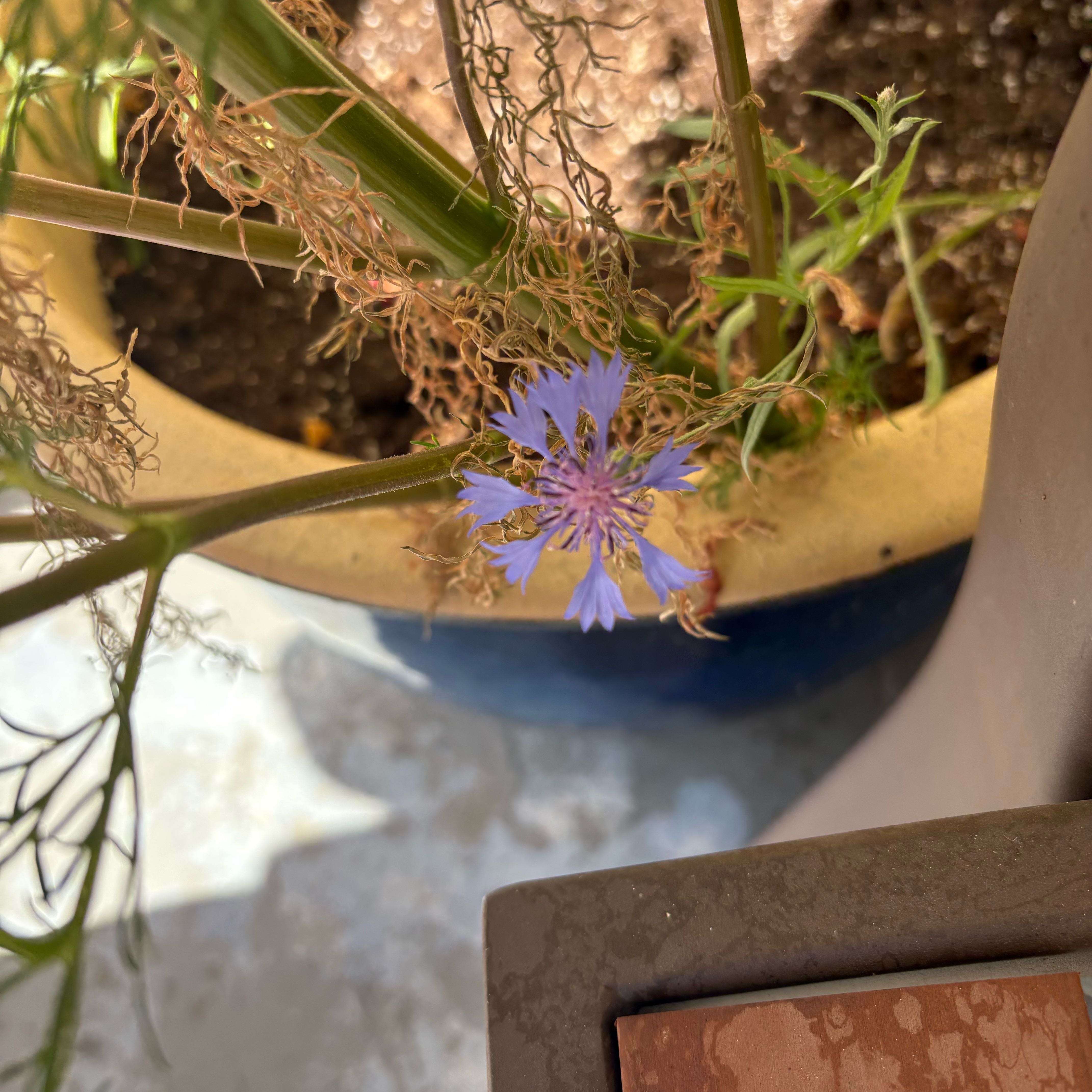Photo of the plant species Centaurea Cyanus by @ProYerbamansa86 named Clooney on Greg, the plant care app