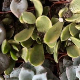 Photo of the plant species Leather-Leaf Fern by @PetPhalsa55 named Demi on Greg, the plant care app