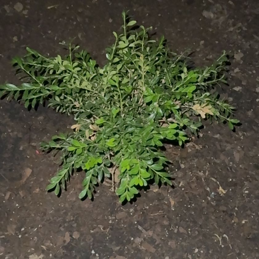 Photo of the plant species Lesser Swinecress by @BrainyBlue36 named Sproutacus on Greg, the plant care app