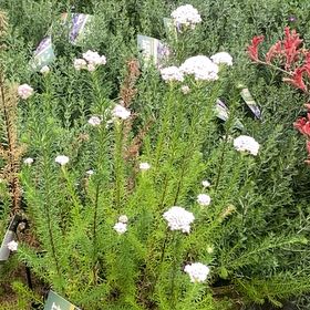 Photo of the plant species Crossleaf Heath by @ShinyPlain9 named Navajo on Greg, the plant care app