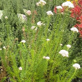 Photo of the plant species Tree Heath by @ShinyPlain9 named Darwin on Greg, the plant care app