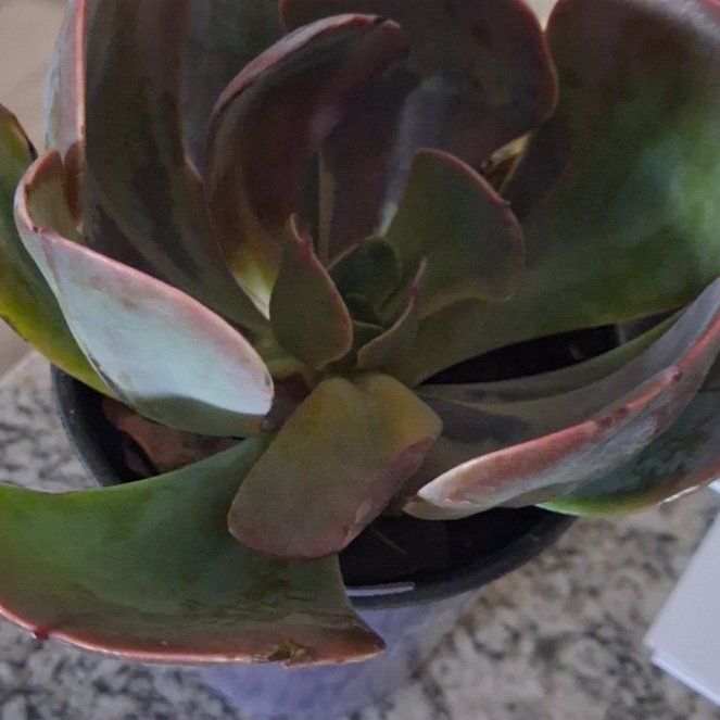 Photo of the plant species Echeveria 'Blue Sky' by @AnewCactus55 named Tree Diddy on Greg, the plant care app