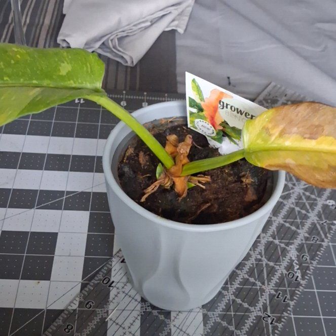 Photo of the plant species Ring Of Fire by @AnewCactus55 named Cleopatra on Greg, the plant care app