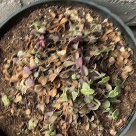 Photo of the plant species Calico Kitten by @GourmetPilea59 named Mollie on Greg, the plant care app