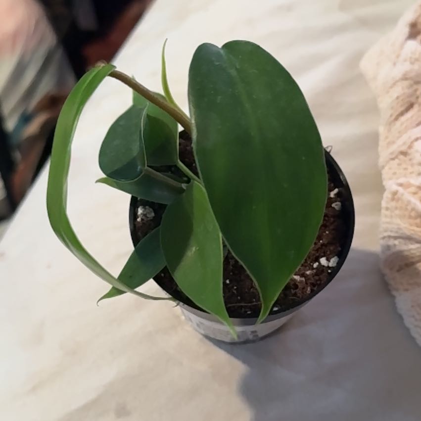 Photo of the plant species Florida Green Philodendron by @CatherineKelly named Zion on Greg, the plant care app