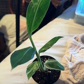 Photo of the plant species Variegated Shell Ginger by @CatherineKelly named Rainier on Greg, the plant care app