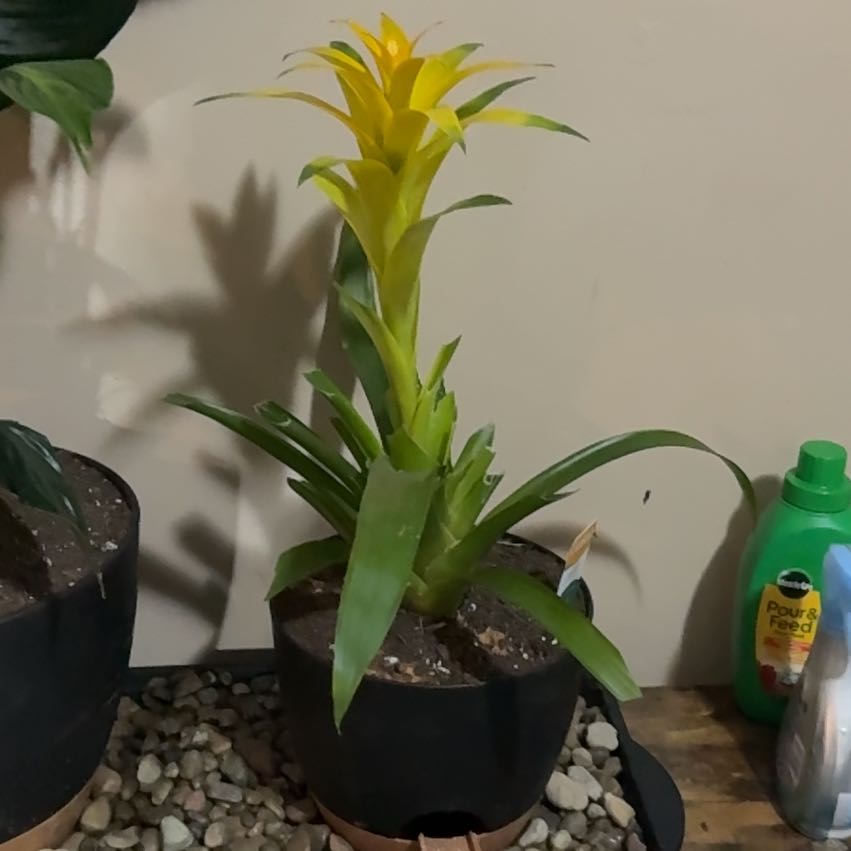 Photo of the plant species Assorted Bromeliad by @CatherineKelly named Harmony on Greg, the plant care app