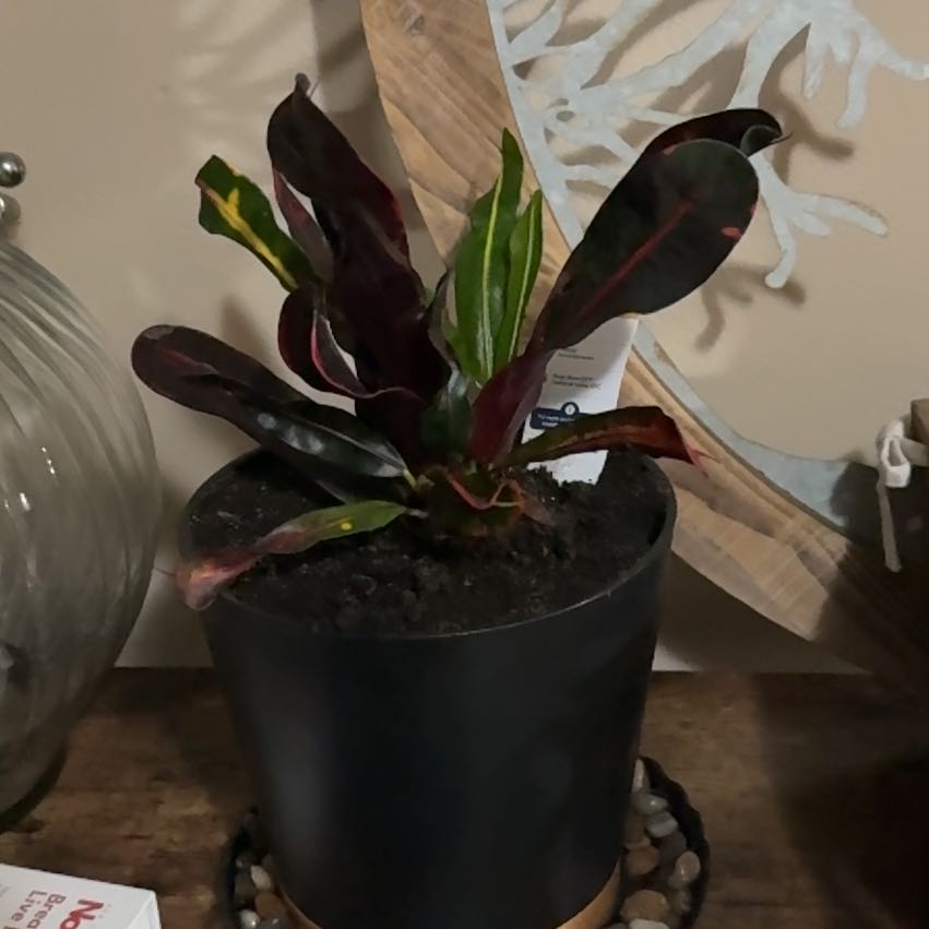 Photo of the plant species Mammy Croton by @CatherineKelly named Fernie Mac on Greg, the plant care app