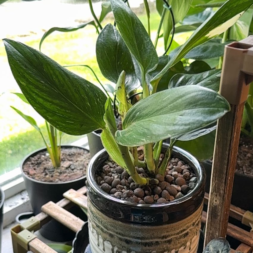 Photo of the plant species Monstera Cobra by @CatherineKelly named Isabella on Greg, the plant care app