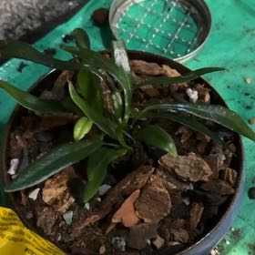 Photo of the plant species Blue Oil Fern by @CatherineKelly named Osmo on Greg, the plant care app