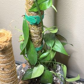 Photo of the plant species Baltic Blue Pothos by @CatherineKelly named Terra on Greg, the plant care app