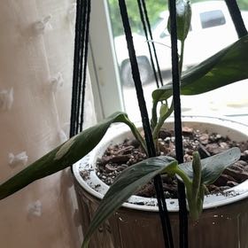Photo of the plant species Monstera Cobra by @CatherineKelly named Darwin on Greg, the plant care app